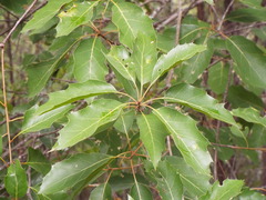 Quercus canbyi