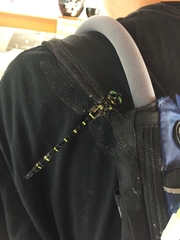 Anotogaster sieboldii