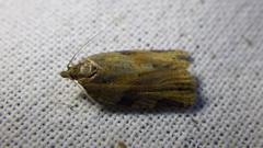 Clepsis spectrana