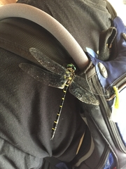 Anotogaster sieboldii