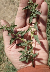 Atriplex suberecta