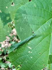 Pantographa limata