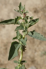 Atriplex suberecta