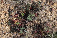 Pelargonium tabulare