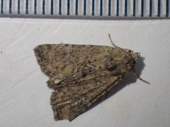 Mesoligia furuncula