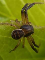 Xysticus texanus