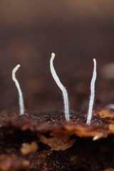 Pterulicium gracile