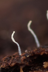 Pterulicium gracile