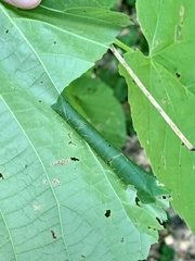 Pantographa limata