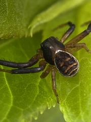 Xysticus texanus