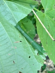 Pantographa limata