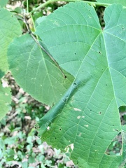 Pantographa limata