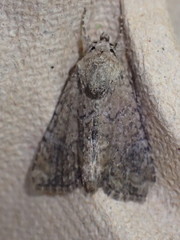 Mesoligia furuncula