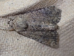 Mesoligia furuncula