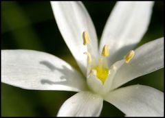 Ornithogalum umbellatum