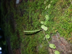 Peperomia cyclophylla