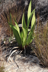 Watsonia vanderspuyae
