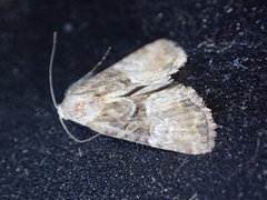 Mesoligia furuncula