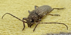 Trichoferus