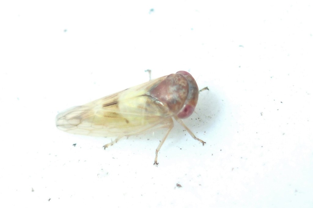 Idiocerus pictus