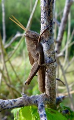 Schistocerca impleta