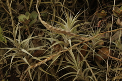Tillandsia incarnata