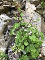 Boykinia occidentalis