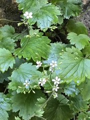 Boykinia occidentalis