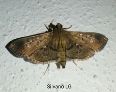 Microthyris prolongalis