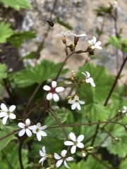 Boykinia occidentalis