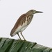 Pond-Herons - Photo (c) Lip Kee Yap, some rights reserved (CC BY-SA)