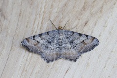 Macaria adonis