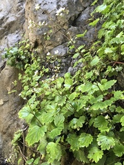 Boykinia occidentalis