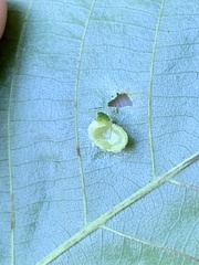 Caryomyia tuberculata