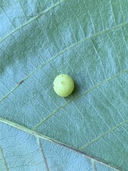 Caryomyia tuberculata