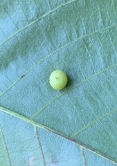 Caryomyia tuberculata