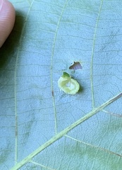 Caryomyia tuberculata