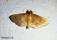 Herpetogramma theseusalis