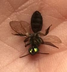 Pseudaugochlora