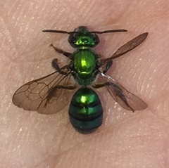 Pseudaugochlora