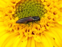 Agrilaxia arizonae