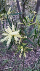 Juliflorae