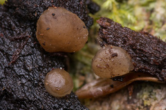 Adelphella babingtonii