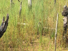 Xyris difformis