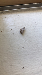 Phalaenophana pyramusalis