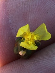 Xyris difformis