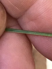 Xyris difformis