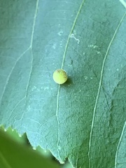 Caryomyia viscidolium