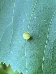 Caryomyia viscidolium