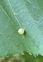 Caryomyia viscidolium